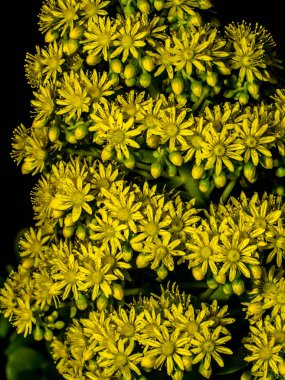 Portre sarı ağaç olağanüstüsarı çiçek (Aeonium) siyah arka plan-yan görünüm karşı büyüyen kırpılmış 