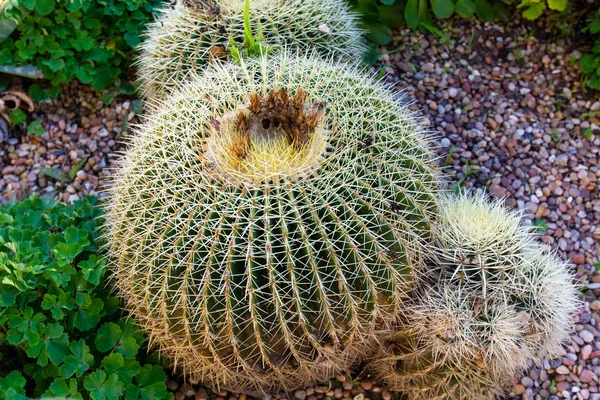 Ball Cactuses Parodia Growing Together Oxallis Garden Top Angle View — Stock Photo, Image