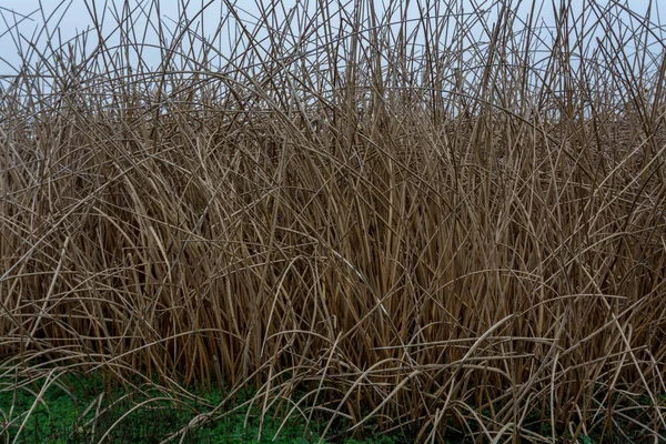 Dry Cattail Plants Nature California End Winter — Stock Photo, Image