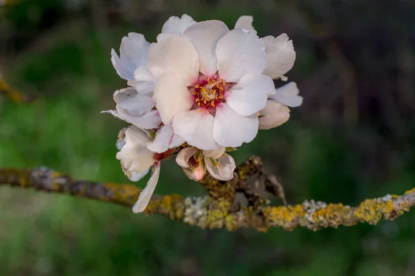 Florece Almendra Árbol Que Anuncia Comienzo Primavera California — Foto de Stock