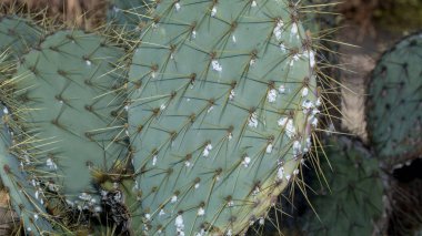 Closeup on dying Prickly cactus (Opuntia phaeacantha) infested with cochineal scale insects clipart