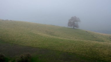 Lagün Valley Parkı Vacaville, Ca, Usa, feturing yalnız bir meşe ağacı içinde tepeler sisli sabahı