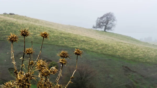 Lagün Valley Park Vacaville Kaliforniya Abd Sisli Bir Günde Arka — Stok fotoğraf