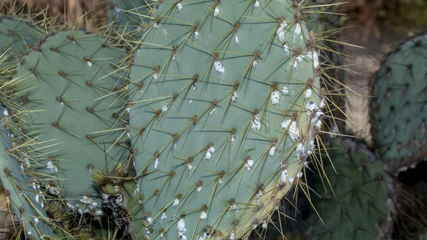 Closeup Dying Prickly Cactus Opuntia Phaeacantha Infested Cochineal Scale Insects — Stock Photo, Image