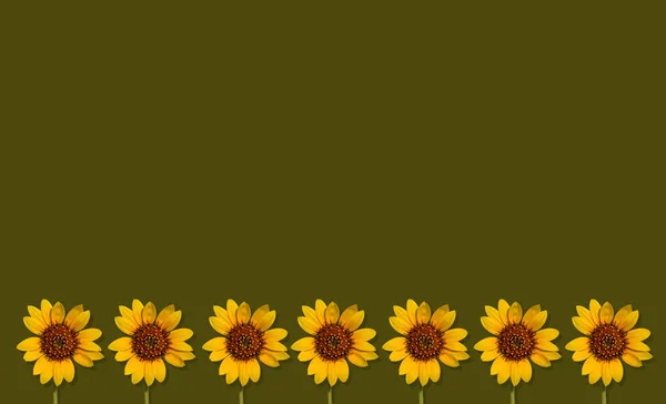 Sedmi Identické Slunečnice Úpatí Obdélníkové Zelené Pozadí Ideální Léto Šťastné — Stock fotografie
