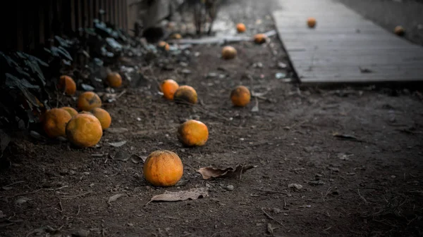 Naranjas Desperdiciando Suelo California — Foto de Stock