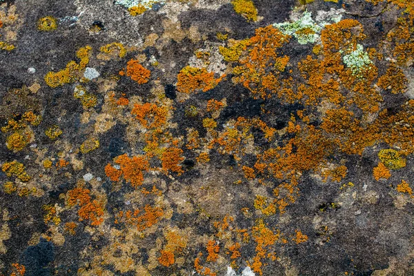 Yosun ve liken desen renk turuncu, yeşil, siyah beyaz ve kahverengi doku veya arka planda kaya kaplı