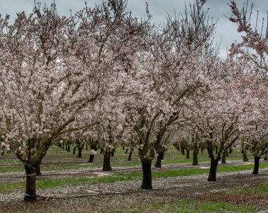 Çiçek açan bir badem bahçesi