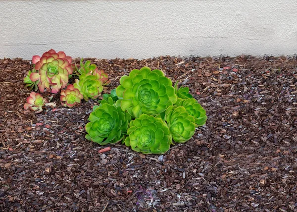 Hen and chicks on mulch agasint white all — Stock Photo, Image