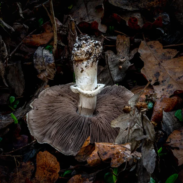 White gilled fungus from California — 스톡 사진