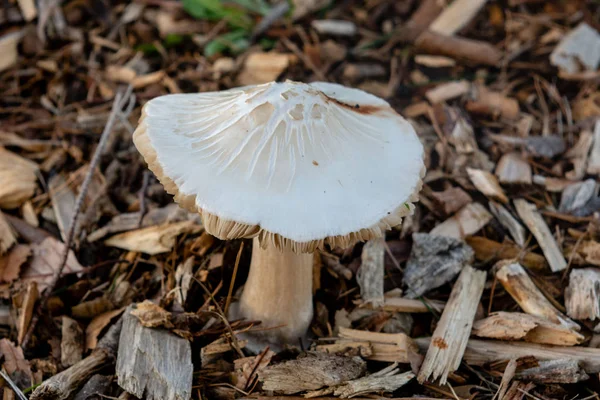 White gilled fungus from California — 스톡 사진