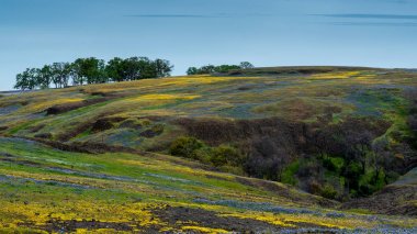 Meşe ağaçları ve sarı yaban flo ile Kuzey Masa dağ manzara