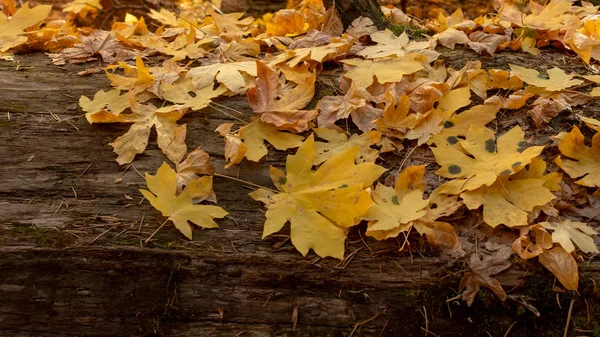 Giant Maple yellow leaves in the autumn