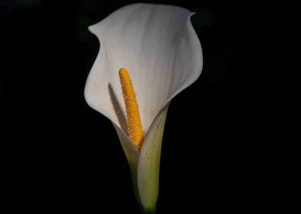 Sexig vit Calla Lilly — Stockfoto