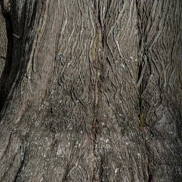 Υφή ξύλου και φόντο κυπαρισσιού — Φωτογραφία Αρχείου