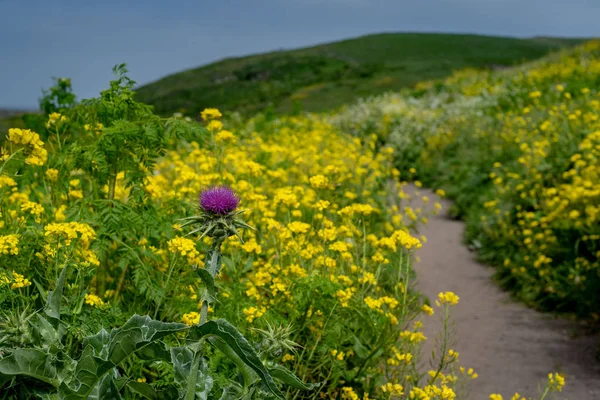 Trail of invasive plants in National Park