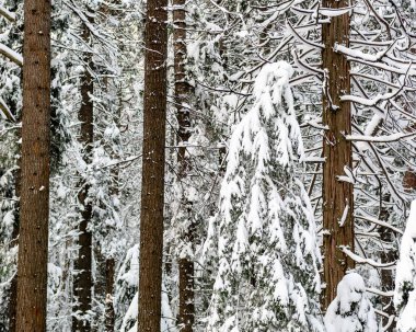 Karla kaplı iğne ağacına yakın çekim