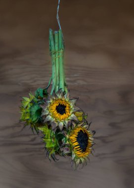 Drying out sunflowers clipart