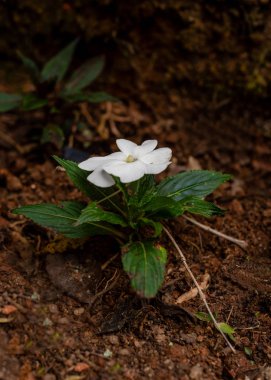 Manac -da-serra Tibouchina mutabilis
