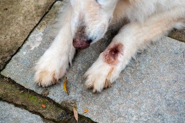 Köpek botfly ile enfekte