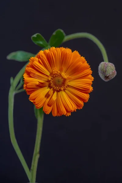 Το λουλούδι και το μπουμπούκι — Φωτογραφία Αρχείου
