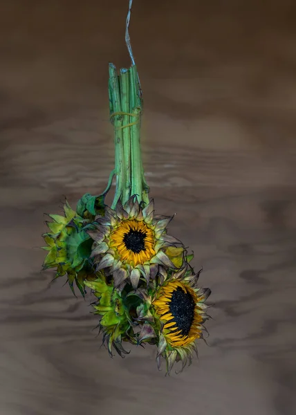Drying out sunflowers — Stock Photo, Image