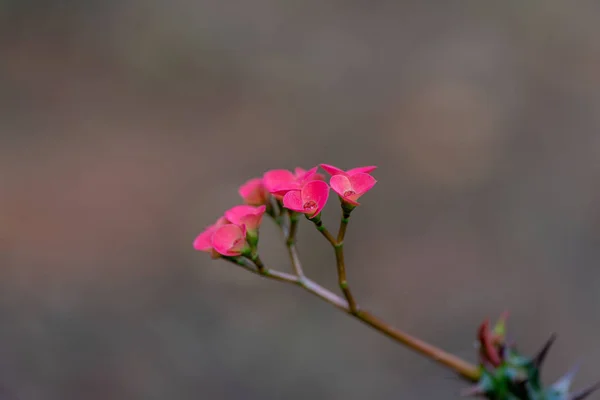 Coroa de Cristo — Stockfoto