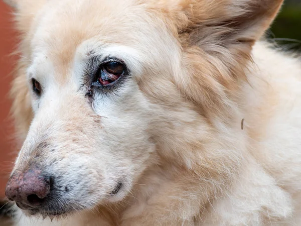 Third Eyelid Neoplasma in dog — Stock Photo, Image