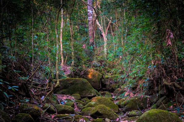 Arroyo tropical temporal — Foto de Stock