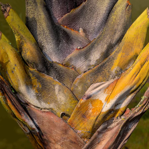 Текстура дерева и фон пальмы — стоковое фото