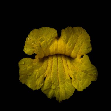 Siyah arka planda sarı trompet çiçeği