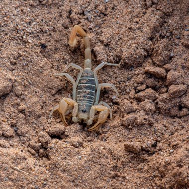 Bu kum akrebi (muhtemelen Smeringurus mesaensis), Güney Kaliforniya 'daki Algodones Kumulları' nın kavurucu sıcağından saklanan bir kayanın altında bulundu.. 