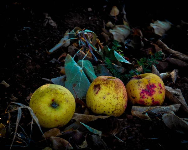 Золотые Вкусные Яблоки Гниют Земле Время Сезона Сбора Урожая Яблок — стоковое фото
