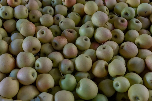 Golden Delicious Äpfel Ursprünglich Aus West Virginia Zum Verkauf Apple — Stockfoto