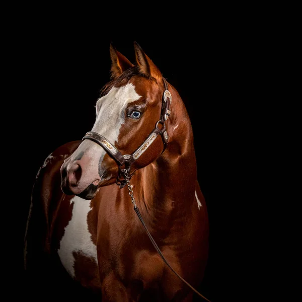 Retrato Pinto Castanho Cavalo Branco Com Brilho Branco Olhos Azuis — Fotografia de Stock