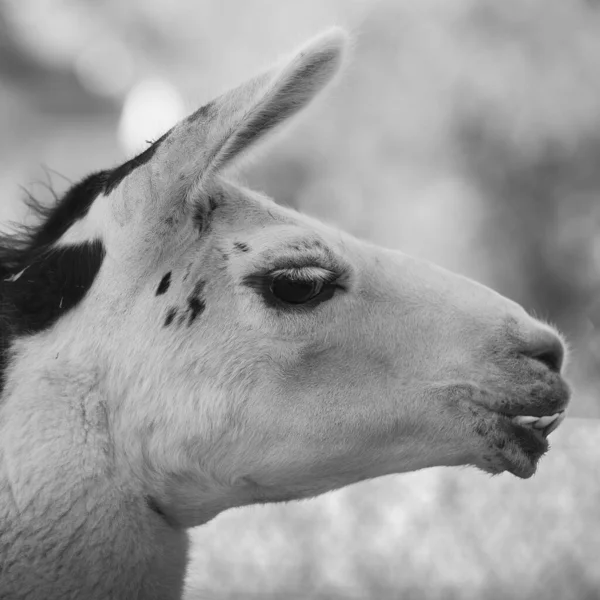 Close-up on the head of a shaved adult llama in black and white, with the years pointing forward, selective focus and side view