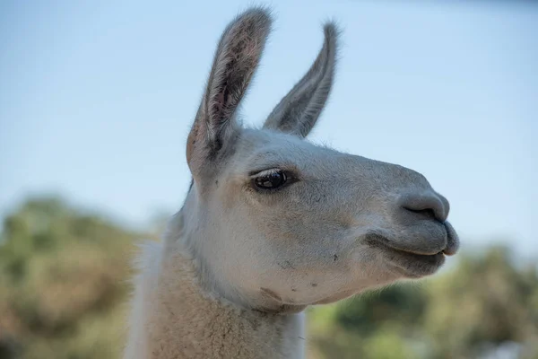 Close-up on the head of a shaved adult llama in color, with the years pointing forward, selective focus and side view