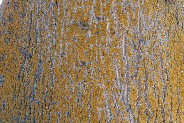 黄色の地衣類 質感と背景に覆われたオークの木のバー — ストック写真