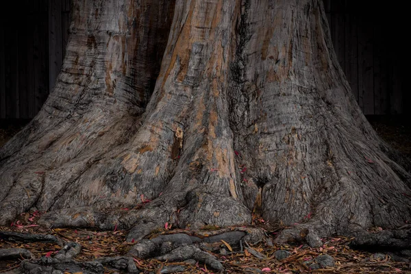 Okaliptüs Ağacının Kabuğu Tabanın Yanında Kökleri Gösteriyor Doku Arka Gruplandırma — Stok fotoğraf