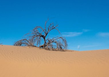 Kaliforniya, Sonoran Çölü 'ndeki Imperial Sand Dunes' da kumlara gömülmüş ölü mavi bir palo verede ağacı.