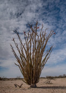 Algodones Dunes, Güney Kaliforniya, ABD 'de tek başına çiçek açan bir ocotillo. Uzaktan, Fouquieria ihtişamlı bir kaktüs gibi görünür, ama değildir. Bu tür, Fouquieriaceae familyasının birkaç türünden biridir.