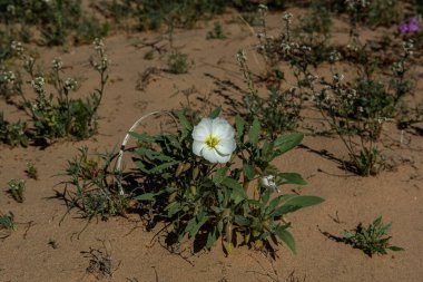 Kum Akşamı Çuha Çiçeği, beyaz çiçek, Güney Kaliforniya çölünde