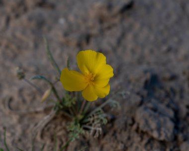 O bahar Güney Kaliforniya çölünde birçok Mojave Poppy (Escholtzia glyptosperma) çiçeği buldum. Eschscholzia glyptosperma, Güney Batı Kaliforniya 'da Mojave Çölü ve Sonoran Çölü' ne özgü bir haşhaş türüdür.
