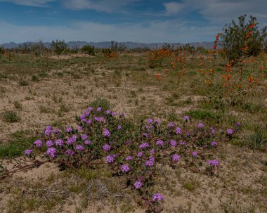 Pembe Kum Verbena (Abronia umbellata) ve Çöl Globemallow (Sphaeralcea ambigua) Güney Kaliforniya Çölü. 