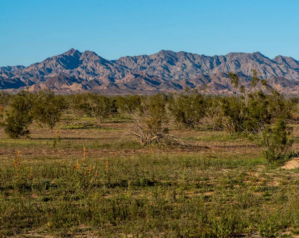 Chocolate Mountains Sonoran Desert Background Arid Vegetation Consisting Bushes Shrubs — Stock Photo, Image