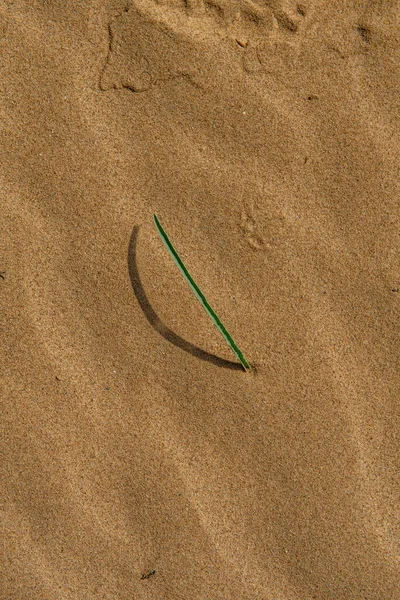 Лист Пустынной Лилии Прорывающийся Сквозь Пески Пустыни Пример Стойкости Готовности — стоковое фото