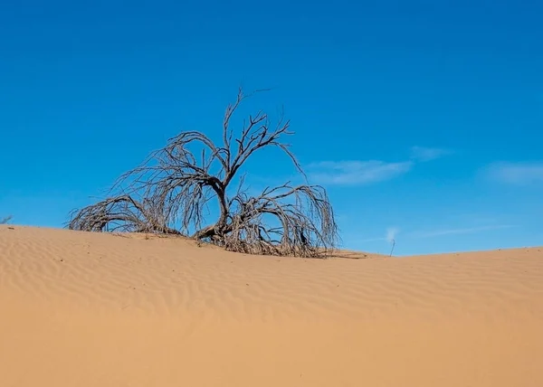 Мертвое Синее Дерево Наполовину Похороненное Песке Имперских Песчаных Дюнах Пустыне — стоковое фото