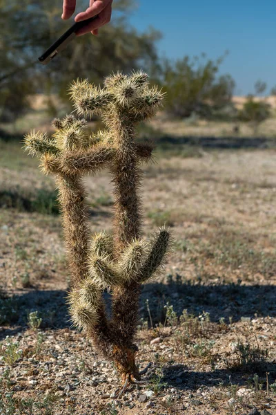 Teddy Bear Cactus Being Photographed Cell Phone Desert Southern Californi — Stock Photo, Image