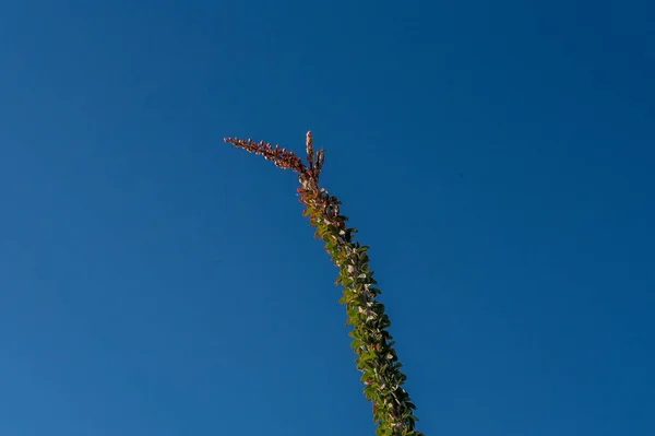 Branch Flower Cotillo Blue Sky Fouquieria Splendens Plant Indigenous Sonoran — Stock Photo, Image