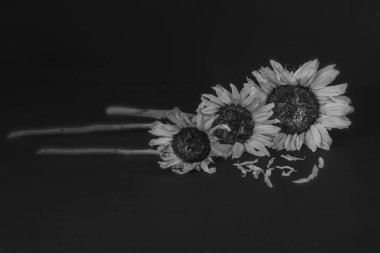 Siyah arka planda solmuş ve ölmüş ayçiçeği buketi, yaşlanma, eskime ve ölme konseptini gösteriyor. 